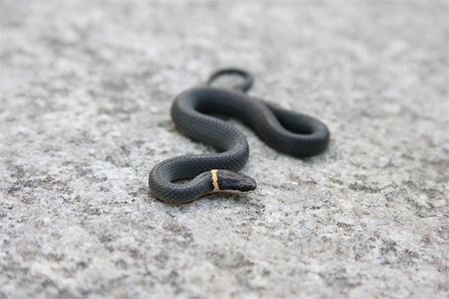 Snakes in VA - Ring-necked - common snakes in virginia