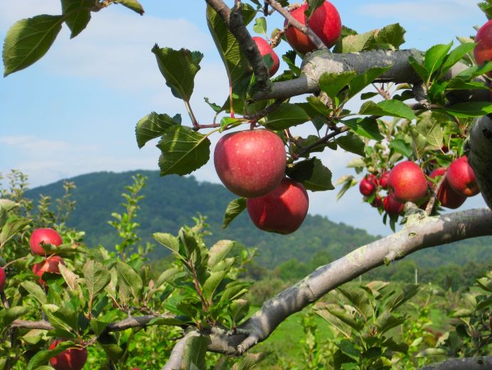 Virginia orchards - Graves Mountain Farms