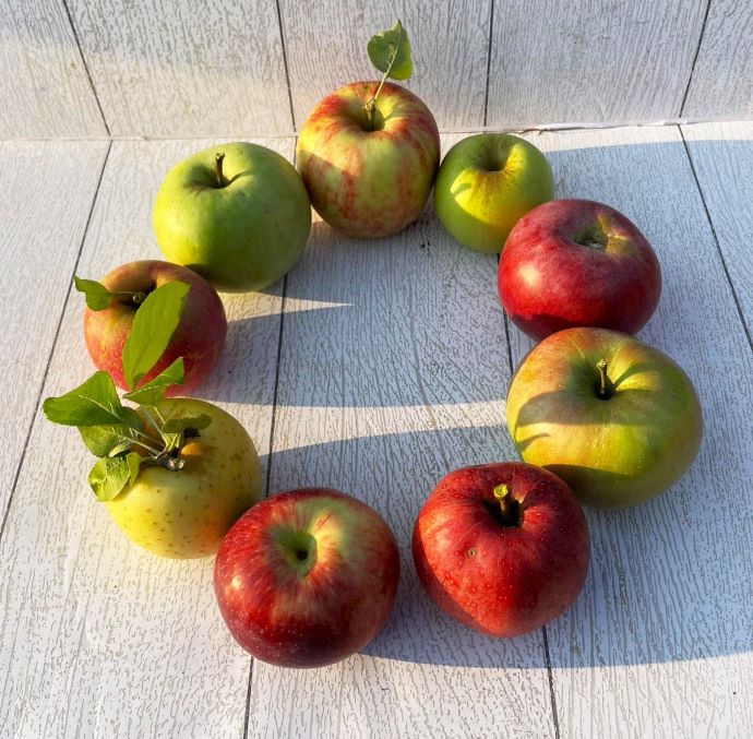 Picking apples in VA - Great Country Farms