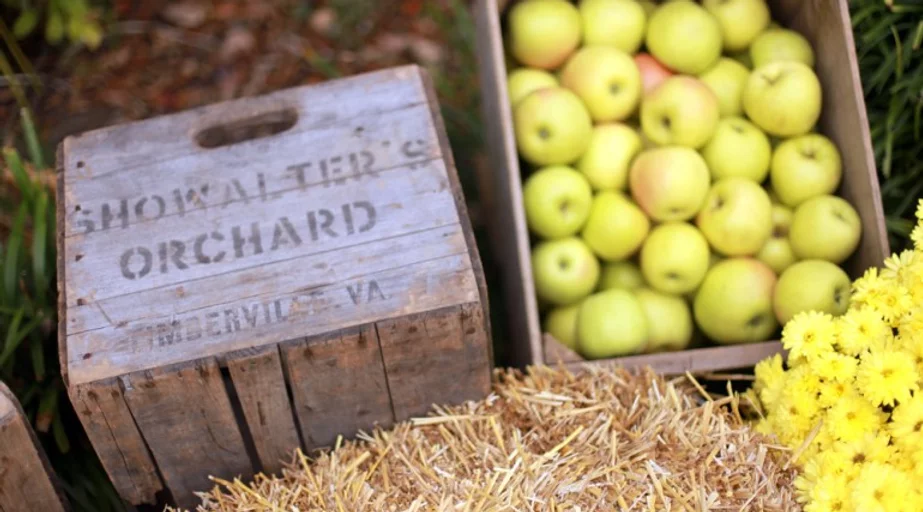 Showalter’s Orchard - apple picking Virginia