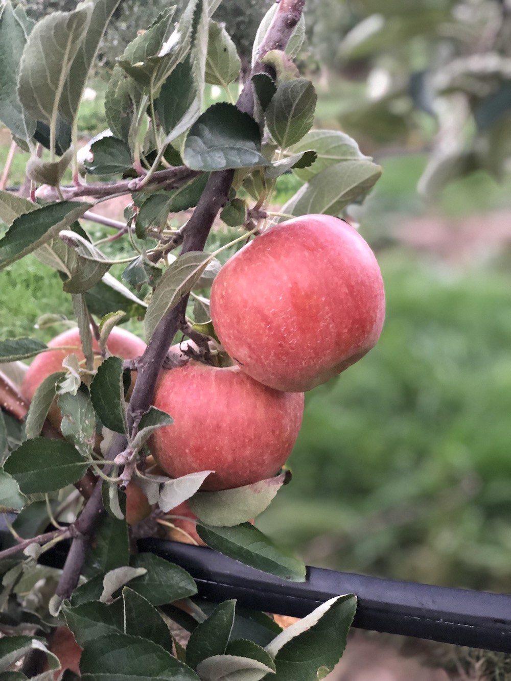 Mackintosh Fruit Farm - northern Virginia apple picking 