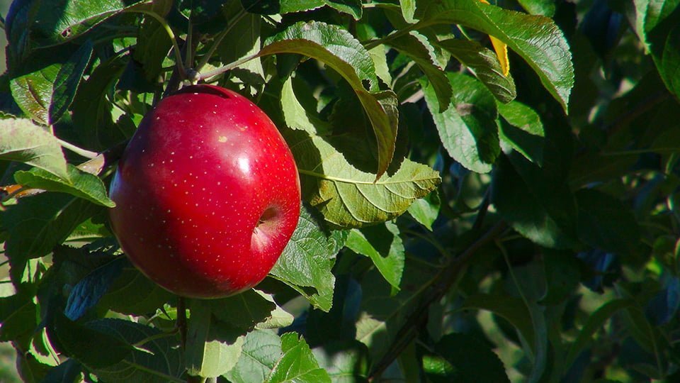 Valley View Farm - VA apple orchards 