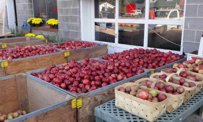 Apples in Southwest Virginia - Williams Farm