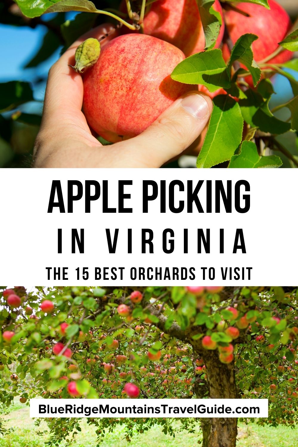 Apple Picking in Virginia The 15 Best VA Apple Orchards to Visit