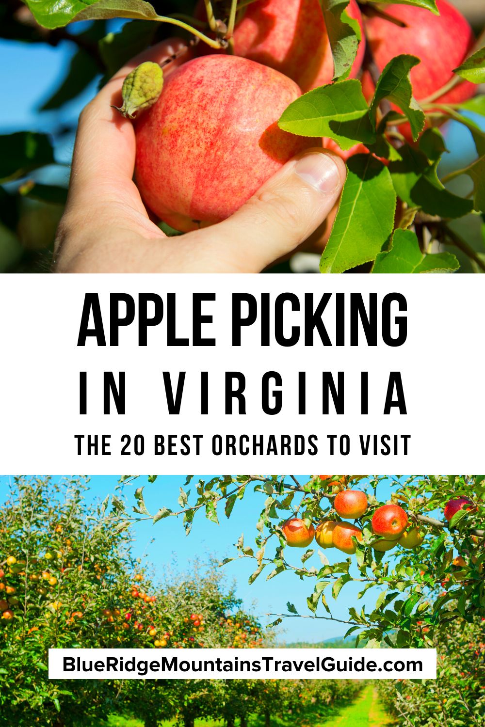 The 20 best places for Apple Picking in Virginia, including VA Apple Orchards in Charlottesville, Front Royal, Roanoke, Waynesboro, and more. | apple picking in va | virginia apple picking | picking apples in virginia | va apple picking | apple orchards in va | virginia apple orchards | apple orchards in virginia | northern virginia apple picking | apple picking in northern virginia | apple picking charlottesville | charlottesville apple picking | orchards in virginia | virginia orchards