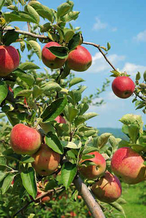 Hollin Farms - apple orchards in Virginia