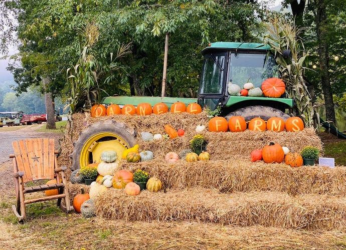Pumpkins at Darnell Farms in Bryson City NC - north carolina patches