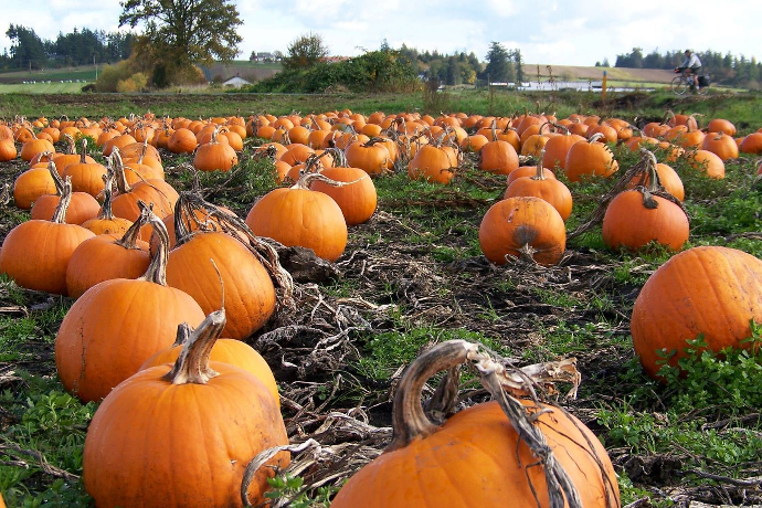 Pumpkin Patch at Miss Angels Farm in Mount Airy NC