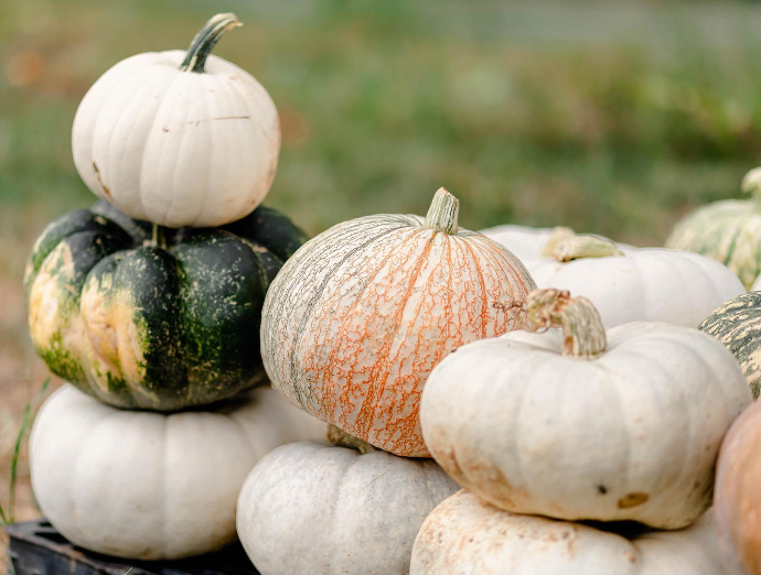Pumpkins at New Castle Farm near Elkin NC