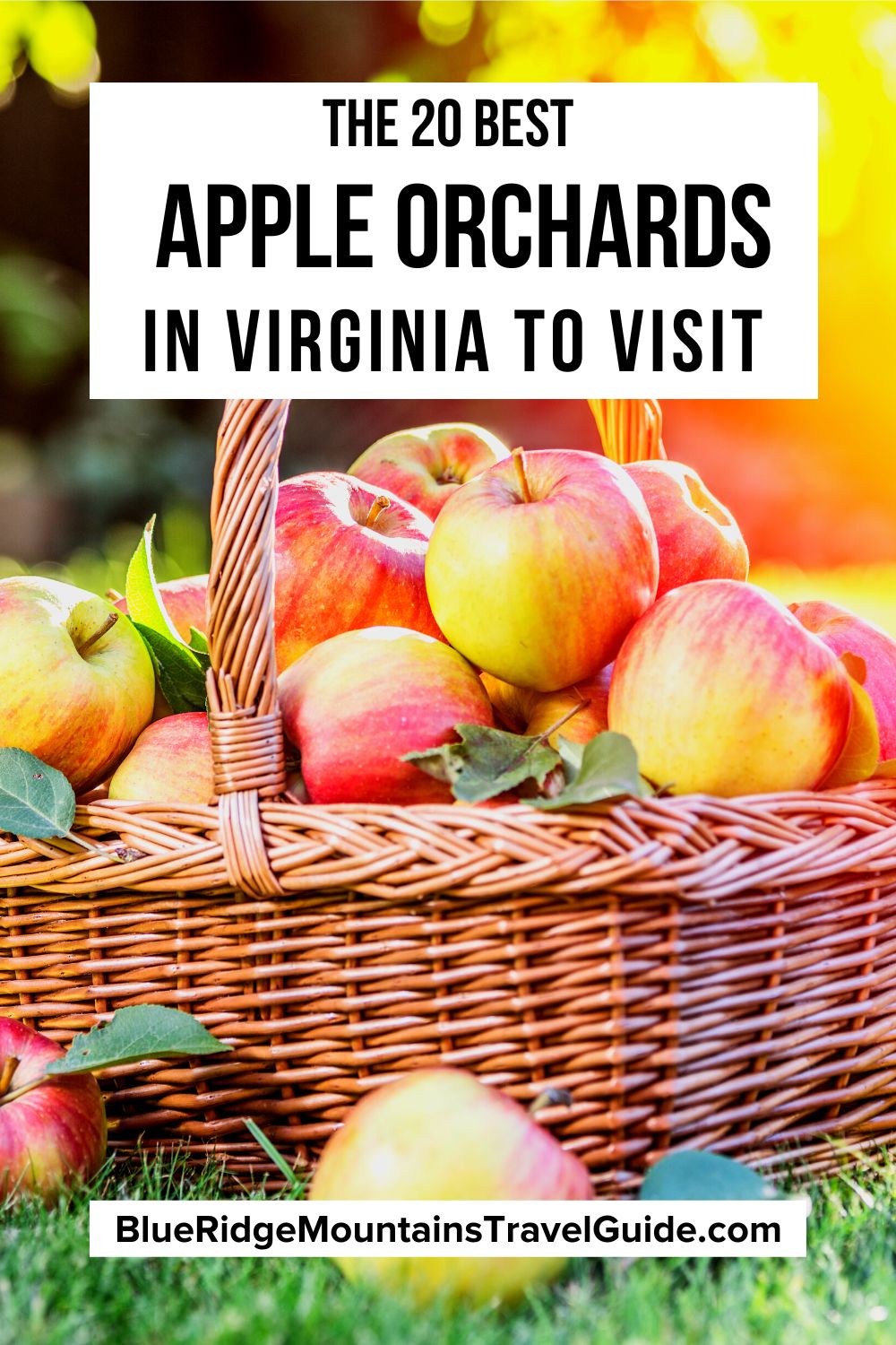 The 20 best places for Apple Picking in Virginia, including VA Apple Orchards in Charlottesville, Front Royal, Roanoke, Waynesboro, and more. | apple picking in va | virginia apple picking | picking apples in virginia | va apple picking | apple orchards in va | virginia apple orchards | apple orchards in virginia | northern virginia apple picking | apple picking in northern virginia | apple picking charlottesville | charlottesville apple picking | orchards in virginia | virginia orchards
