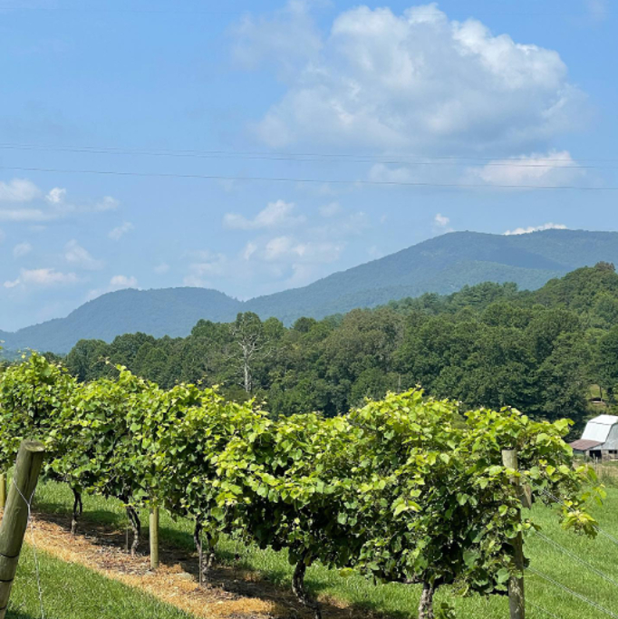 Wineries in North Georgia - 12 Spies Vineyards and Farms