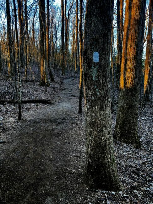 White blazes on the Preachers Rock Trail