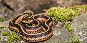 Virginia snakes -Eastern Garter Snake