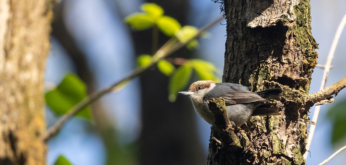 Brown-Headed Nuthatch at Cascade Springs Nature Preserve