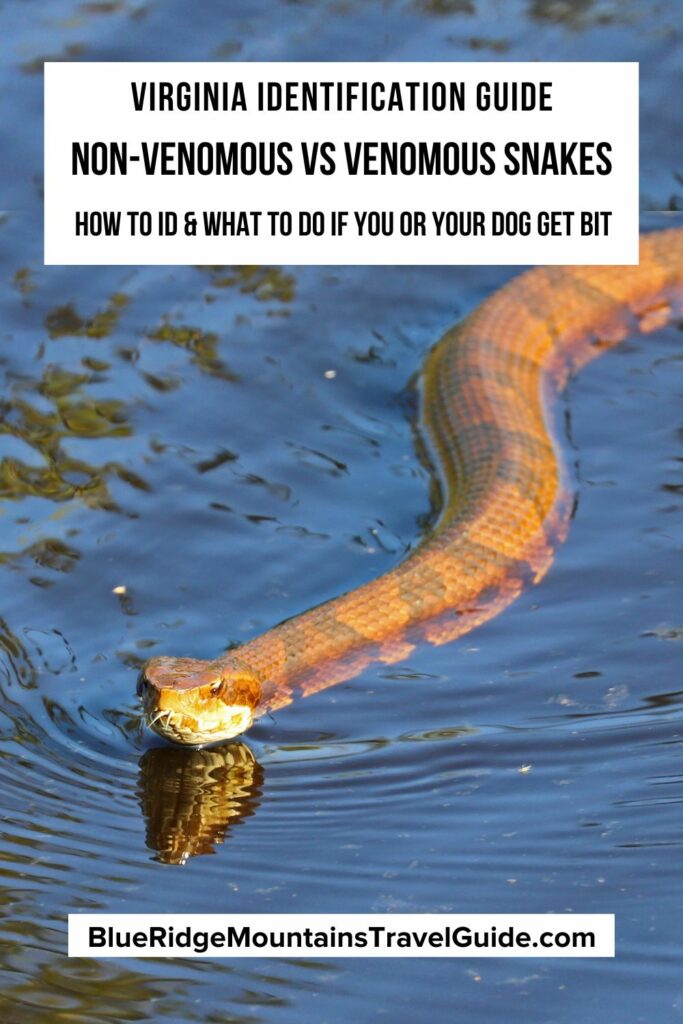 Non venomous vs venomous snakes in virginia id guide 