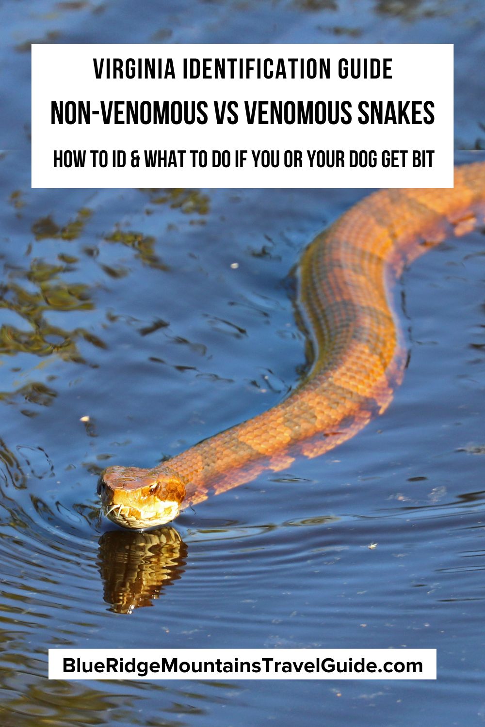 Non-Venomous vs Venomous Snakes in Virginia, including ways to identify snakes, snake habitat & and what to do if you or your dog is bitten. | snakes of virginia | virginia snakes | water snakes of virginia | water snakes in virginia | poisonous snakes virginia | poisonous snakes of virginia | black snake virginia | rat snakes in virginia | poisonous snakes in va | venomous snakes virginia | poisonous snakes in virginia | black snakes in virginia | venomous snakes in virginia |