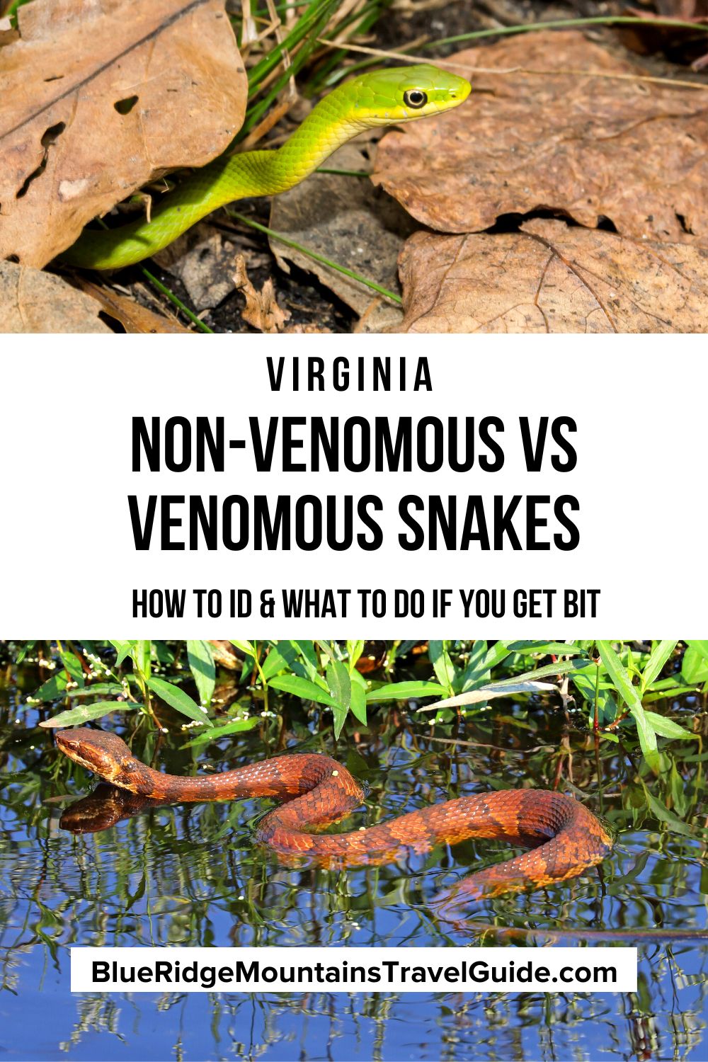 Non-Venomous vs Venomous Snakes in Virginia, including ways to identify snakes, snake habitat & and what to do if you or your dog is bitten. | snakes of virginia | virginia snakes | water snakes of virginia | water snakes in virginia | poisonous snakes virginia | poisonous snakes of virginia | black snake virginia | rat snakes in virginia | poisonous snakes in va | venomous snakes virginia | poisonous snakes in virginia | black snakes in virginia | venomous snakes in virginia |