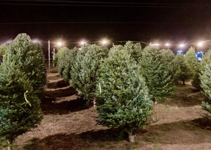 Christmas tree lot