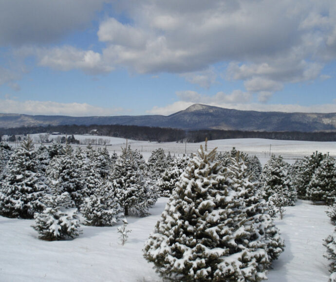 Snow covered trees, snowy day, snow covered mountains