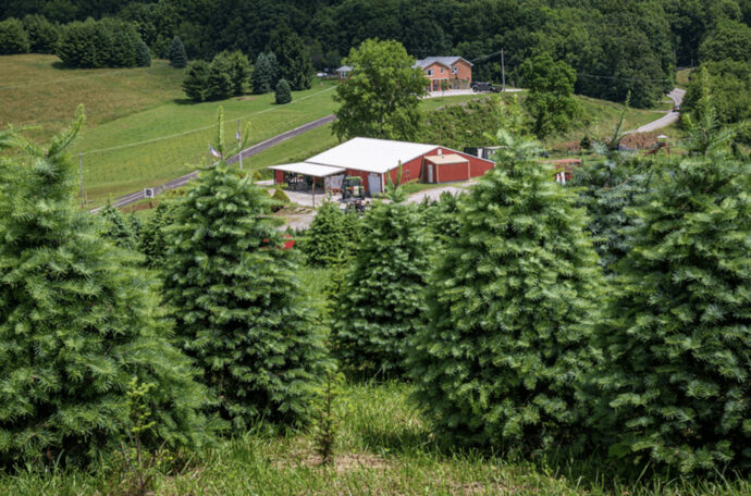 Virginia Christmas tree farm, barn, mountain