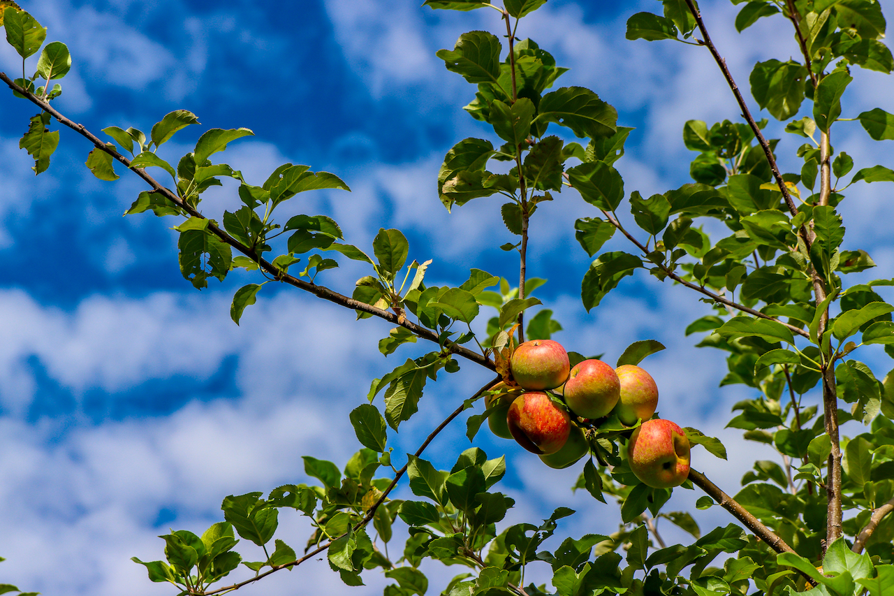 Apple Picking in Ellijay GA