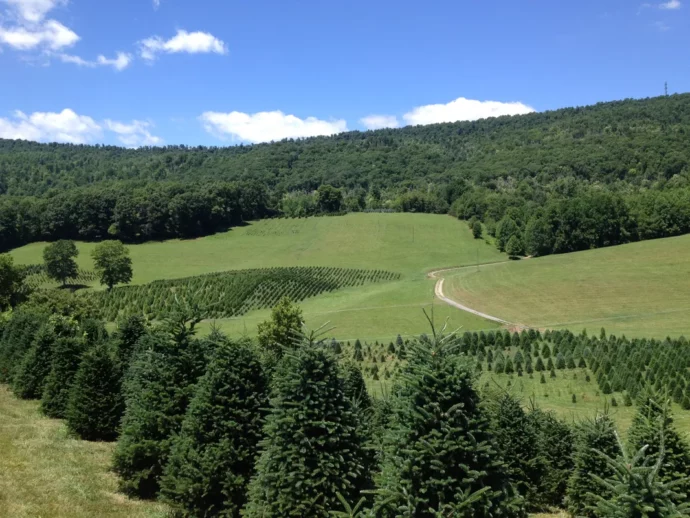 Tree farm