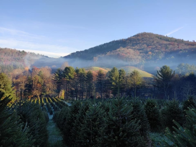 Bear Valley Farm, Christmas Tree Farm in NC