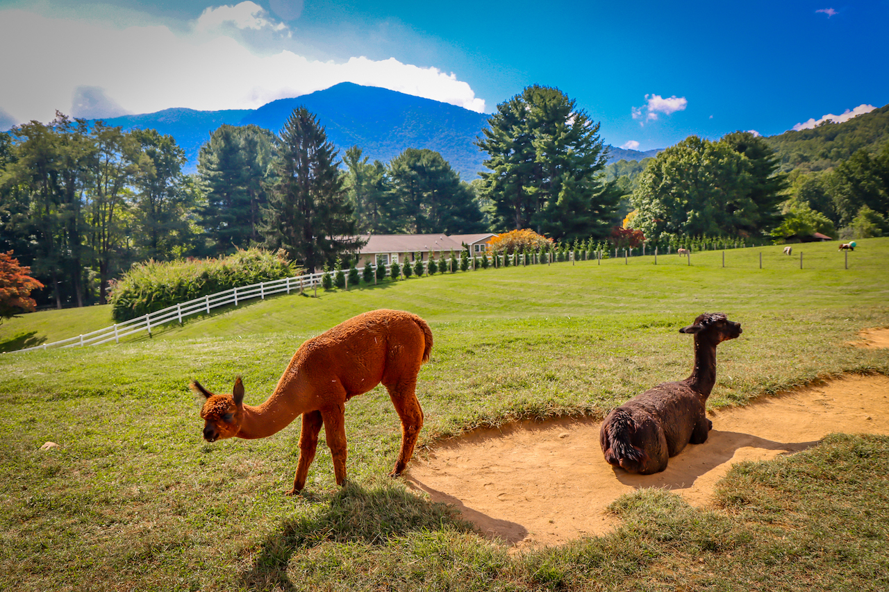 Alpacas at Winchester Creek Farm in Waynesville NC
