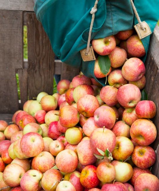 NC apple orchards - Creasman Farms