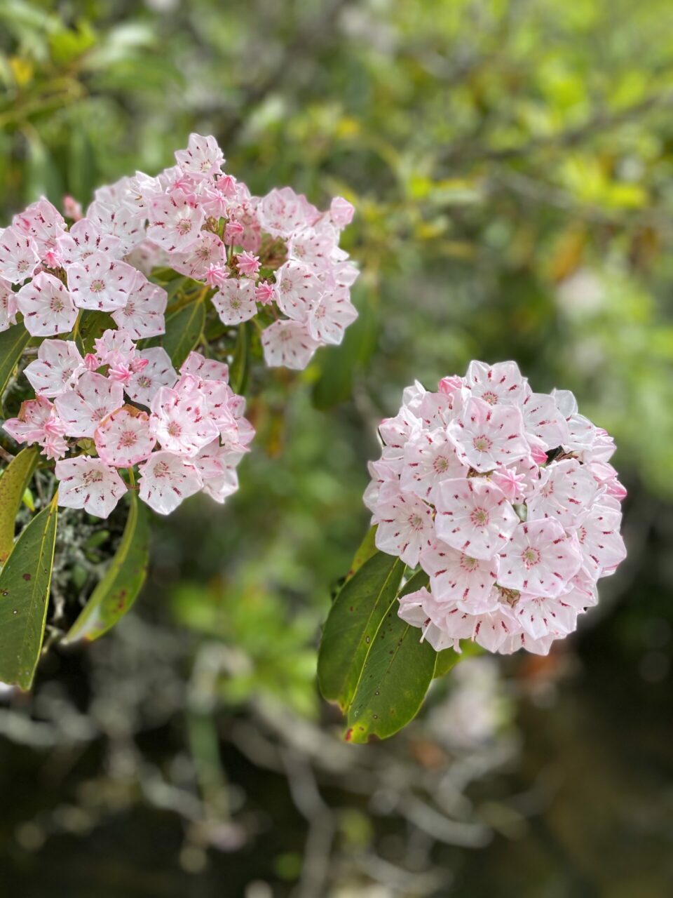 Mountain Laurel on the Winfield Scott Lake Trail