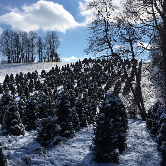 Virginia pine christmas tree farm