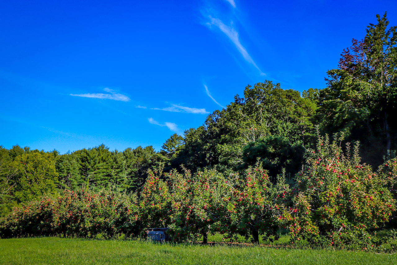 Apple Orchard at Freeman Orchards in Hendersonville NC