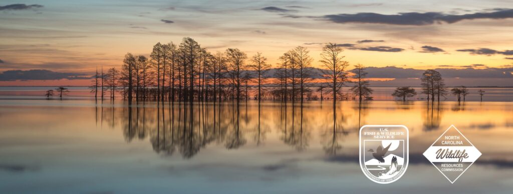 Best Lakes in NC - Lake Mattamuskeet