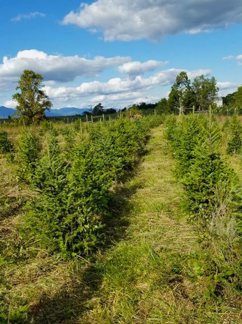 Bedford Evergreens Christmas Tree Farm Virginia