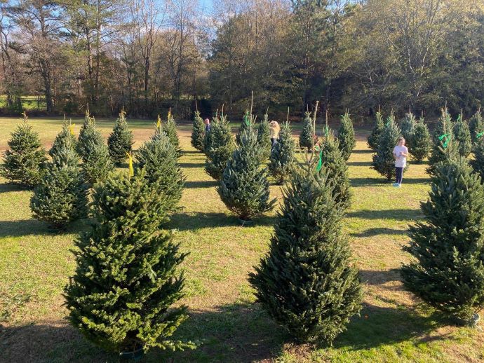 Berry Patch Farms Christmas in GA