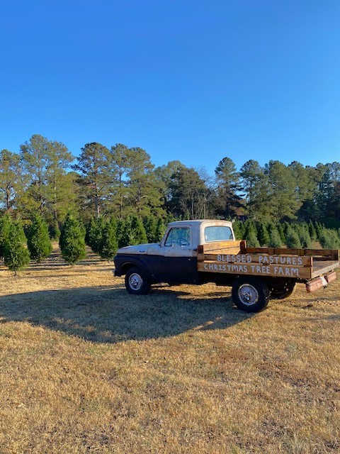 Blessed Pastures Christmas Tree Farm in GA
