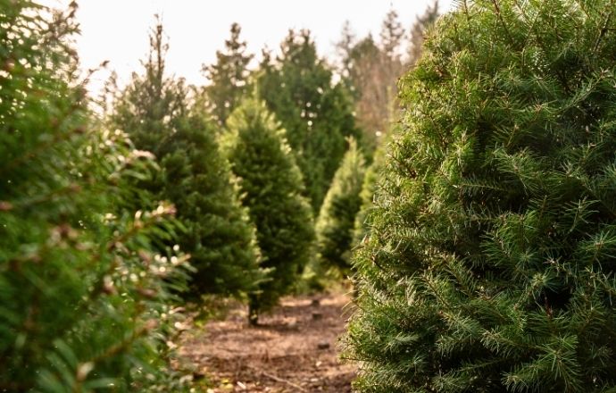 Christmas trees Shenandoah Valley VA