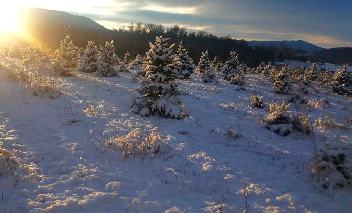 live Christmas tree farm VA- Every Soul Acres