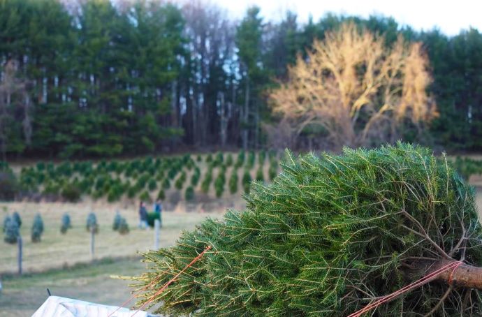 Christmas tree grower VA - Francisco Farms