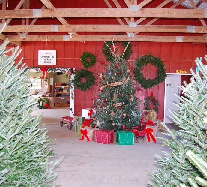 Kinsey Family Farm Christmas Trees in Georgia