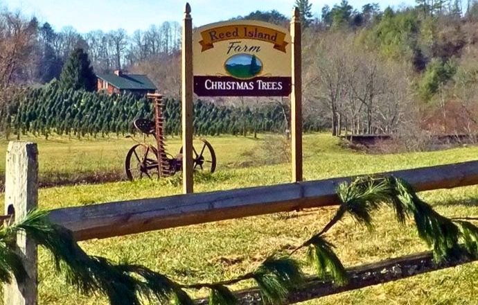 cut your own Christmas tree Virginia