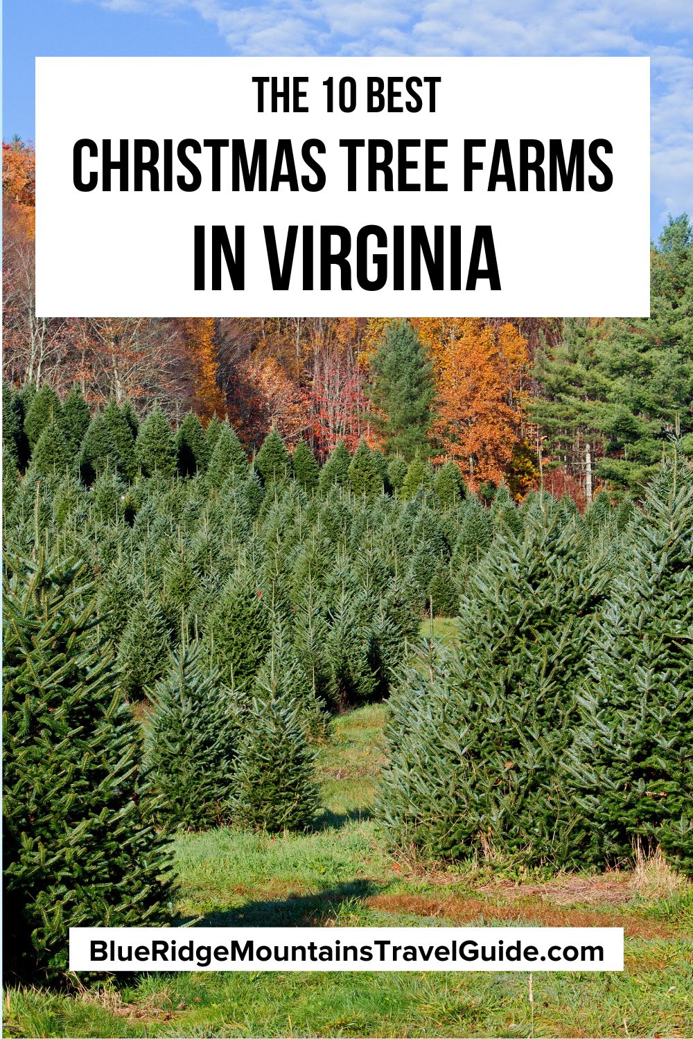 The 10 Best Christmas Tree Farms in Virginia