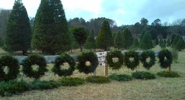 Young Road Christmas Tree Farm in GA