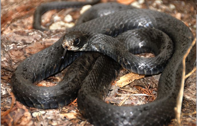 Non-Venomous Vs Venomous Snakes In North Carolina (ID Guide)