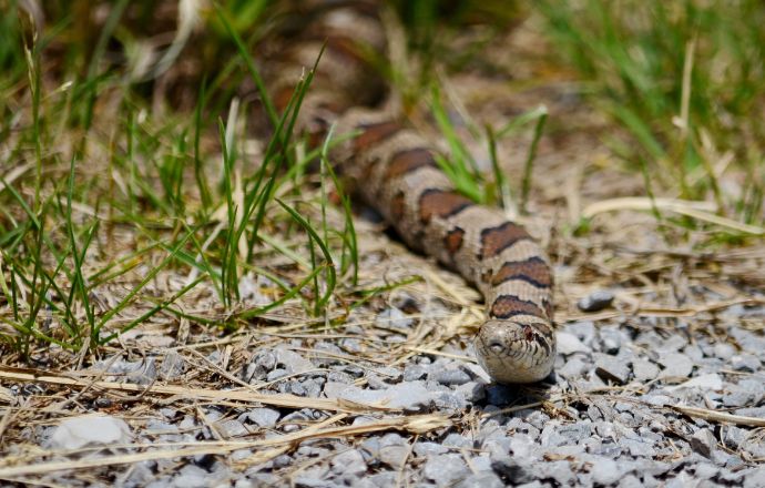 Eastern Milksnake