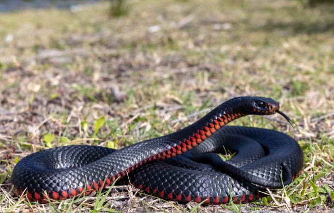 Red Bellied Snakes in NC