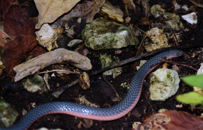 Worm Snake in North Carolina