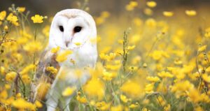 Barn Owl in Virginia