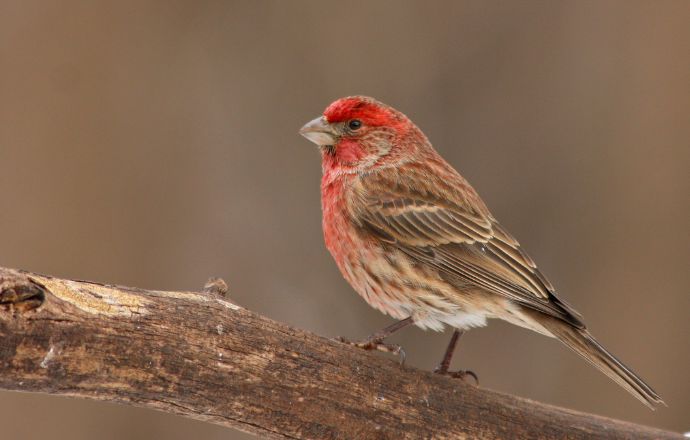 House Finch, one of the common Backyard Birds of Georgia