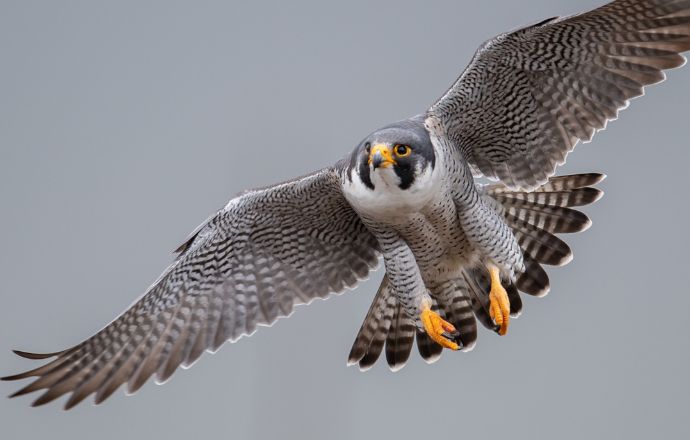 Peregrine Falcon